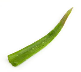 aloe vera slice