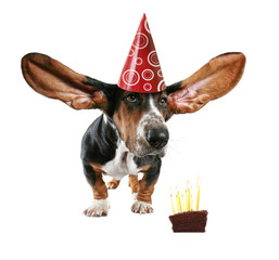 cake dog card