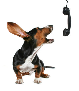 a howling dog on phone
