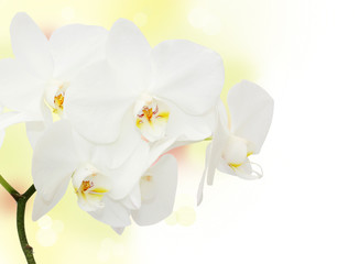 White Orchid