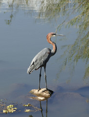 H&eacute;ron Goliath