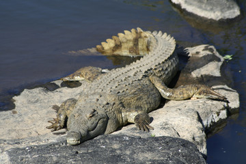 Crocodile