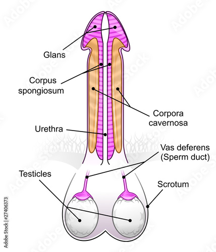 Penis Testes 73