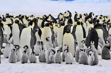 Foto auf Acrylglas Antarktis Kaiserpinguin