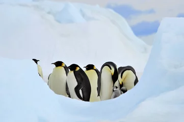 Rolgordijnen Emperor Penguin © Silver