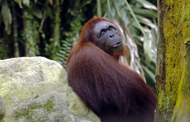 Adult Orangutan © Salvador Manaois III