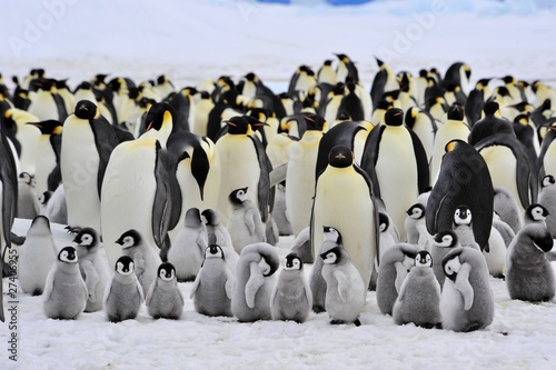 Swimming Emperor Penguins, Antarctica загрузить