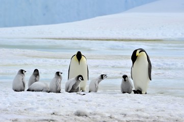 Obraz premium Emperor Penguin