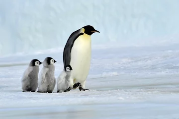 Foto auf Glas Kaiserpinguin © Silver