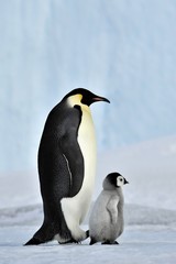 Naklejka na ściany i meble Emperor Penguin