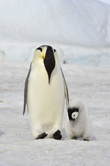 Emperor Penguin