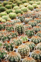 Naklejka na ściany i meble image of small cactus plants at farm