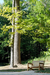 Bench with Tall Trees