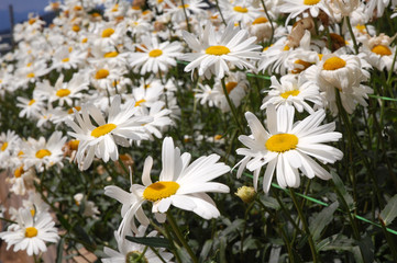 a lot of daisy flower at the garden