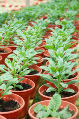 image of green plants at farm