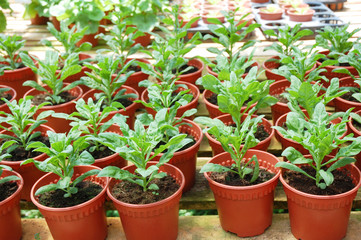Fototapeta na wymiar image of green plants at farm