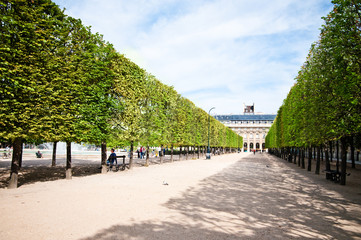 Sculpted trees alley in the garden of "Palais Royal" in Paris