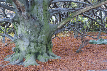 Large trunk of a forest in autumn with bed of leaves on ground