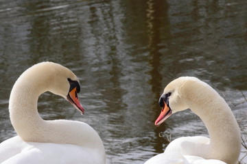 Couple de cygnes