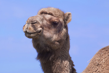 camel portrait 4585