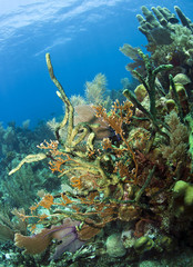 Fototapeta na wymiar Underwater Coral reef