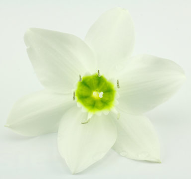 fleur blanche du lys de l'annonciation