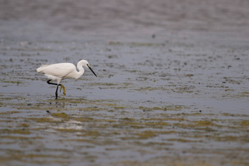 Aigrette garzette (Egretta garzetta, Little Egret)