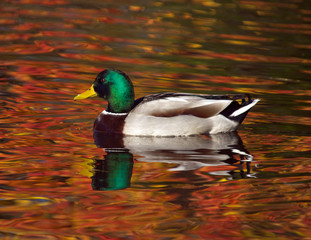 Mallard