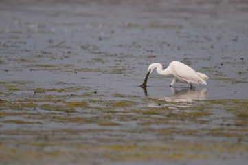 Aigrette garzette (Egretta garzetta, Little Egret)