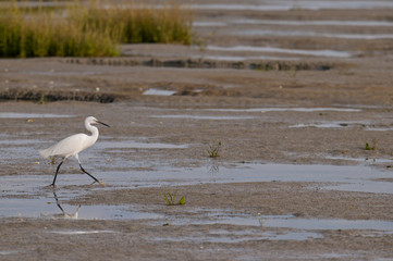Aigrette garzette sur la plage du Crotoy (Baie de Somme)