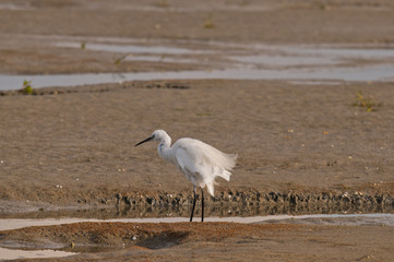 Aigrette garzette sur la plage du Crotoy (Baie de Somme)