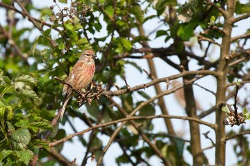 Carduelis cannabina - Linotte mélodieuse - Common Linnet