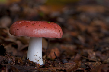 Russule du hêtre (russula fageticola)