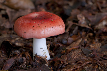 Russule du hêtre (russula fageticola)