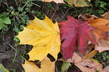 Autumn leaves