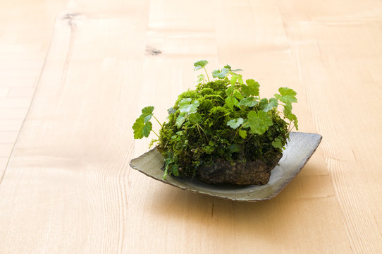 苔玉・苔 TAKA コウモリラン(ビカクシダ)苔玉｜育て方付き！小ぶり品種ネザーランド