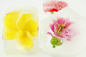 fleurs enrobées de glace