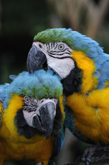 ルリコンゴウインコ