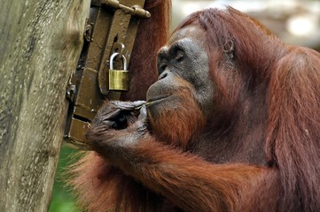 Orangutan Picking Lock © Salvador Manaois III