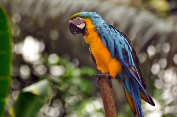 Beautiful Parrot