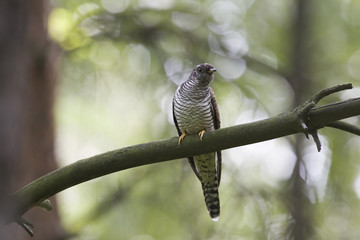 Cuckoo on branck in forest