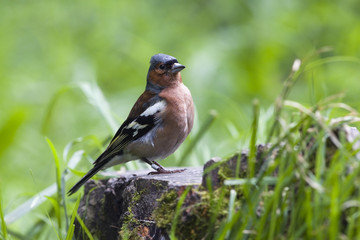Chaffinch on stump posing before camera