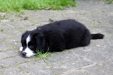 Australian Shepherd Welpe