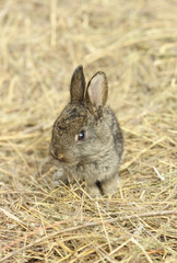 Rabbit on a hay