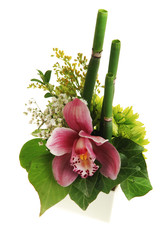 Orchid