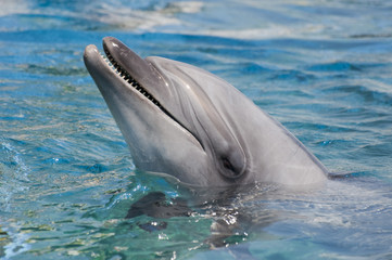 イルカ