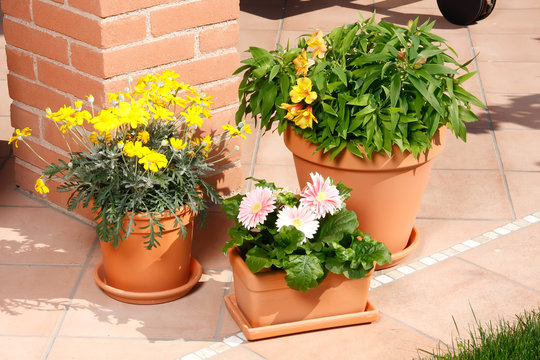 Terracotta