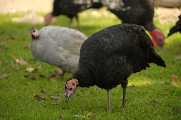 turkey