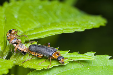 Omomiłek szary Cantharis fusca © Gucio_55