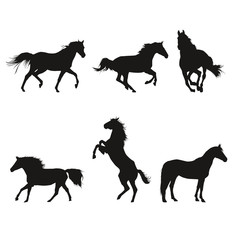 Horse Course Shadow Equitation Cheval